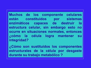 Muchos de los componente celulares
están constituidos por sistemas
enzimáticos capaces de destruir la
estructura celular, sin embargo esto no
ocurre en situaciones normales, entonces
¿cómo la célula logra mantener su
integridad?
¿Cómo son sustituidos los componentes
estructurales de la célula por desgaste
durante su trabajo metabólico ?
Muchos de los componente celulares
están constituidos por sistemas
enzimáticos capaces de destruir la
estructura celular, sin embargo esto no
ocurre en situaciones normales, entonces
¿cómo la célula logra mantener su
integridad?
¿Cómo son sustituidos los componentes
estructurales de la célula por desgaste
durante su trabajo metabólico ?
 