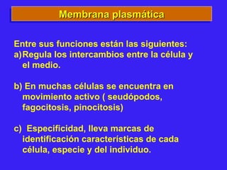 Membrana plasmáticaMembrana plasmáticaMembrana plasmáticaMembrana plasmática
Entre sus funciones están las siguientes:
a)Regula los intercambios entre la célula y
el medio.
b) En muchas células se encuentra en
movimiento activo ( seudópodos,
fagocitosis, pinocitosis)
c) Especificidad, lleva marcas de
identificación características de cada
célula, especie y del individuo.
 