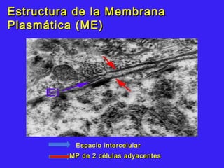 Estructura de la MembranaEstructura de la Membrana
Plasmática (ME)Plasmática (ME)
Espacio intercelularEspacio intercelular
MP de 2 células adyacentesMP de 2 células adyacentes
 