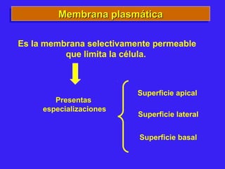 Membrana plasmáticaMembrana plasmáticaMembrana plasmáticaMembrana plasmática
Es la membrana selectivamente permeable
que limita la célula.
Presentas
especializaciones
Superficie apical
Superficie lateral
Superficie basal
 