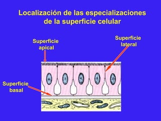Localización de las especializaciones
de la superficie celular
Superficie
apical
Superficie
lateral
Superficie
basal
 