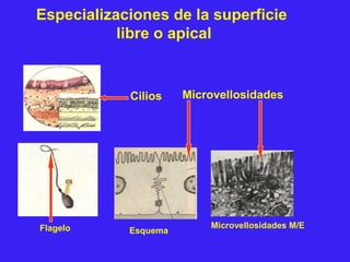 Especializaciones de la superficie
libre o apical
Cilios
Microvellosidades M/EFlagelo Esquema
Microvellosidades
 