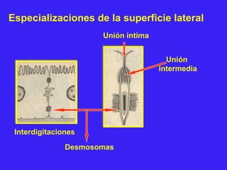 Especializaciones de la superficie lateral
Interdigitaciones
Desmosomas
Unión intima
Unión
intermedia
 