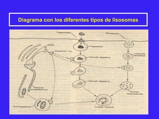 Diagrama con los diferentes tipos de lisosomas
 