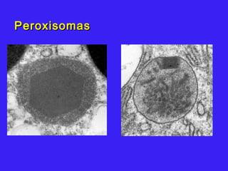 PeroxisomasPeroxisomas
 