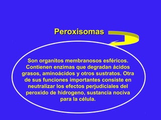 PeroxisomasPeroxisomas
Son organitos membranosos esféricos.
Contienen enzimas que degradan ácidos
grasos, aminoácidos y otros sustratos. Otra
de sus funciones importantes consiste en
neutralizar los efectos perjudiciales del
peroxido de hidrogeno, sustancia nociva
para la célula.
 