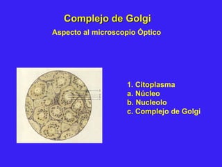 Complejo de GolgiComplejo de Golgi
1. Citoplasma
a. Núcleo
b. Nucleolo
c. Complejo de Golgi
Aspecto al microscopio Óptico
 