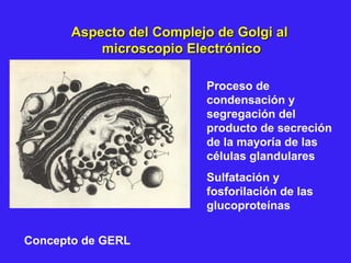 Aspecto del Complejo de Golgi alAspecto del Complejo de Golgi al
microscopio Electrónicomicroscopio Electrónico
Proceso de
condensación y
segregación del
producto de secreción
de la mayoría de las
células glandulares
Sulfatación y
fosforilación de las
glucoproteínas
Concepto de GERL
 