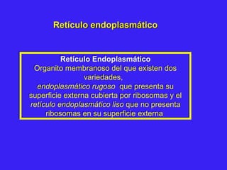Retículo endoplasmáticoRetículo endoplasmático
Retículo Endoplasmático
Organito membranoso del que existen dos
variedades,
endoplasmático rugoso que presenta su
superficie externa cubierta por ribosomas y el
retículo endoplasmático liso que no presenta
ribosomas en su superficie externa
Retículo Endoplasmático
Organito membranoso del que existen dos
variedades,
endoplasmático rugoso que presenta su
superficie externa cubierta por ribosomas y el
retículo endoplasmático liso que no presenta
ribosomas en su superficie externa
 