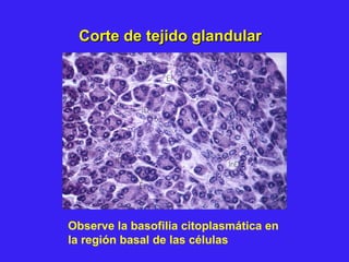 Observe la basofilia citoplasmática en
la región basal de las células
Corte de tejido glandularCorte de tejido glandular
 