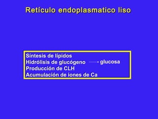 Retículo endoplasmatico lisoRetículo endoplasmatico liso
Síntesis de lípidos
Hidrólisis de glucógeno
Producción de CLH
Acumulación de iones de Ca
Síntesis de lípidos
Hidrólisis de glucógeno
Producción de CLH
Acumulación de iones de Ca
glucosa
 