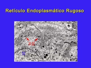 Retículo Endoplasmático RugosoRetículo Endoplasmático Rugoso
 
