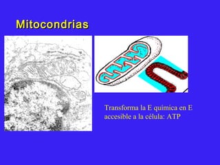 MitocondriasMitocondrias
Transforma la E química en E
accesible a la célula: ATP
 