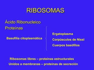RIBOSOMASRIBOSOMAS
Ácido RibonucleicoÁcido Ribonucleico
ProteínasProteínas
Basofilia citoplasmática
Ergatoplasma
Corpúsculos de Nissl
Cuerpos basófilos
Ribosomas libres – proteínas estructurales
Unidos a membranas – proteínas de secreción
 