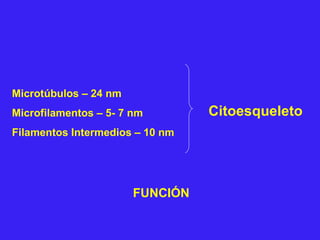 Citoesqueleto
Microtúbulos – 24 nm
Microfilamentos – 5- 7 nm
Filamentos Intermedios – 10 nm
FUNCIÓN
 