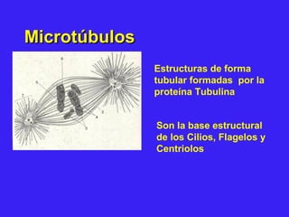 MicrotúbulosMicrotúbulos
Estructuras de forma
tubular formadas por la
proteína Tubulina
Son la base estructural
de los Cilios, Flagelos y
Centriolos
 