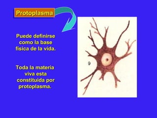 Puede definirsePuede definirse
como la basecomo la base
física de la vida.física de la vida.
Toda la materiaToda la materia
viva estaviva esta
constituida porconstituida por
protoplasma.protoplasma.
ProtoplasmaProtoplasmaProtoplasmaProtoplasma
 