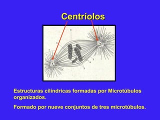 CentríolosCentríolos
Estructuras cilíndricas formadas por Microtúbulos
organizados.
Formado por nueve conjuntos de tres microtúbulos.
 
