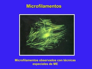 MicrofilamentosMicrofilamentos
Microfilamentos observados con técnicas
especiales de ME
 