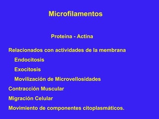 Microfilamentos
Proteína - Actina
Relacionados con actividades de la membrana
Endocitosis
Exocitosis
Movilización de Microvellosidades
Contracción Muscular
Migración Celular
Movimiento de componentes citoplasmáticos.
 