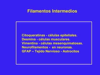 Citoqueratinas - células epiteliales.
Desmina - células musculares.
Vimentina - células mesenquimatosas.
Neurofilamentos - en neuronas.
GFAP – Tejido Nervioso - Astrocitos
Filamentos Intermedios
 