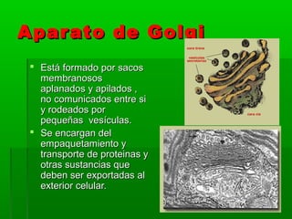 Aparato de GolgiAparato de Golgi
 Está formado por sacosEstá formado por sacos
membranososmembranosos
aplanados y apilados ,aplanados y apilados ,
no comunicados entre sino comunicados entre si
y rodeados pory rodeados por
pequeñas vesículas.pequeñas vesículas.
 Se encargan delSe encargan del
empaquetamiento yempaquetamiento y
transporte de proteinas ytransporte de proteinas y
otras sustancias queotras sustancias que
deben ser exportadas aldeben ser exportadas al
exterior celular.exterior celular.
 