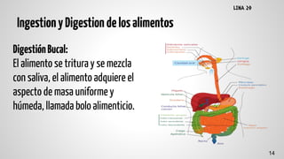 IngestionyDigestiondelosalimentos
DigestiónBucal:
El alimento se trituray se mezcla
con saliva, el alimento adquiere el
aspecto de masa uniforme y
húmeda, llamada bolo alimenticio.
14
LINA 20
 