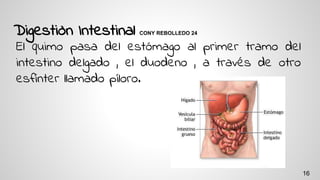 Digestiòn Intestinal CONY REBOLLEDO 24
El quimo pasa del estómago al primer tramo del
intestino delgado , el duodeno , a través de otro
esfínter llamado píloro.
16
 