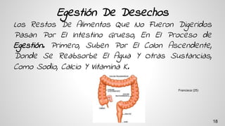 Egestión De Desechos
Los Restos De Alimentos Que No Fueron Digeridos
Pasan Por El Intestino Grueso, En El Proceso de
Egestión. Primero, Suben Por El Colon Ascendente,
Donde Se Reabsorbe El Agua Y Otras Sustancias,
Como Sodio, Calcio Y Vitamina K.
Francisca (25)
18
 
