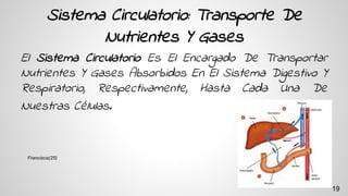 Sistema Circulatorio: Transporte De
Nutrientes Y Gases
El Sistema Circulatorio Es El Encargado De Transportar
Nutrientes Y Gases Absorbidos En El Sistema Digestivo Y
Respiratorio, Respectivamente, Hasta Cada Una De
Nuestras Células.
Francisca(25)
19
 