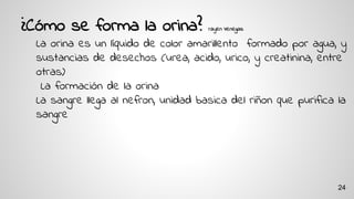 ¿Cómo se forma la orina? rayen Venegas
La orina es un líquido de color amarillento formado por agua, y
sustancias de desechos (urea, acido, urico, y creatinina, entre
otras)
La formación de la orina
La sangre llega al nefron, unidad basica del riñon que purifica la
sangre
24
 