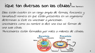 ¿Que tan diversas son las células?Tiare Barrera 3
Ellas están existen en un rango amplio de formas, funciones y
tamaños.El número en que están presentes en un organismo
determinan si éste es unicelular o pluricelular.
Unicelulares como su nombre lo dice uno eso se forman de
una sola célula.
Pluricelulares: están formados por miles o millones de células.
4
 