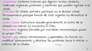 Lisosomas: Contienen enzimas que digieren restos celulares,
moléculas orgánicas, proteínas y bacterias que pueden ingresar a la
célula.
Centriolos: En células animales participan en la división celular
Peroxisomas:La principal función de este organelo es detoxificar la
célula.
Núcleo Celular: Estructura ubicada generalmente al centro de la
célula.En su interior se encuentra el ADN.
Mitocondria: Organelo formado por una doble membrana,que posee
su propio ADN.
Aparato golgi: Sacos membranosos y aplanados. Su función es
modificar químicamente y distribuir las proteínas hacia el interior o
exterior de la células. daniela dayne
7
 