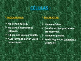 CÉLULAS :
* PROCARIOTAS:
 No tienen núcleo.
 No tienen membranas
internas.
 Ribosomas única organela.
 ADN formado por un único
cromosoma.
* EUCARIOTAS:
 Tienen núcleo.
 Su ADN está organizado en
cromosomas.
 Tienen organelas.
 Se distinguen en animales y
vegetales.
 