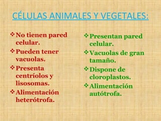 CÉLULAS ANIMALES Y VEGETALES:
No tienen pared
celular.
Pueden tener
vacuolas.
Presenta
centríolos y
lisosomas.
Alimentación
heterótrofa.
Presentan pared
celular.
Vacuolas de gran
tamaño.
Dispone de
cloroplastos.
Alimentación
autótrofa.
 