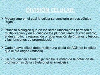 DIVISIÓN CELULAR:
 Mecanismo en el cual la célula se convierte en dos células
“hijas”.
 Proceso biológico que en los seres unicelulares permiten su
multiplicación y en el caso de los pluricelulares, el crecimiento,
el desarrollo, la reparación o regeneración de órganos y tejidos,
y las funciones de preproducción.
 Cada nueva célula debe recibir una copia de ADN de la célula
que le dio origen (mitosis).
 En otro caso la célula “hija” recibe la mitad de la dotación de
cromosomas de la célula original (meiosis).
 