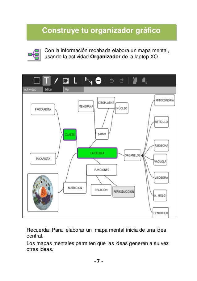Estructura de la Célula (laptop XO)