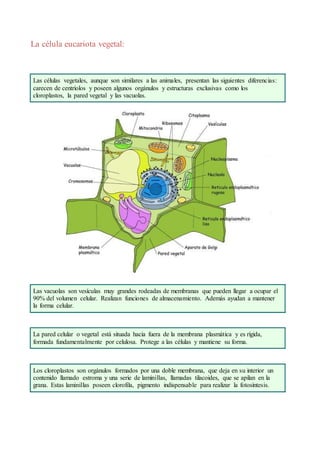 La célula eucariota vegetal:
Las células vegetales, aunque son similares a las animales, presentan las siguientes diferencias:
carecen de centríolos y poseen algunos orgánulos y estructuras exclusivas como los
cloroplastos, la pared vegetal y las vacuolas.
Las vacuolas son vesículas muy grandes rodeadas de membranas que pueden llegar a ocupar el
90% del volumen celular. Realizan funciones de almacenamiento. Además ayudan a mantener
la forma celular.
La pared celular o vegetal está situada hacia fuera de la membrana plasmática y es rígida,
formada fundamentalmente por celulosa. Protege a las células y mantiene su forma.
Los cloroplastos son orgánulos formados por una doble membrana, que deja en su interior un
contenido llamado estroma y una serie de laminillas, llamadas tilacoides, que se apilan en la
grana. Estas laminillas poseen clorofila, pigmento indispensable para realizar la fotosíntesis.
 