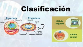 Clasificación
 