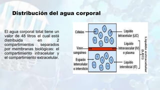 Distribución del agua corporal
El agua corporal total tiene un
valor de 48 litros el cual está
distribuida en 2
compartimientos separados
por membranas biológicas: el
compartimiento intracelular y
el compartimiento extracelular.
 