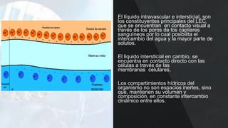 El líquido intravascular e intersticial, son
los constituyentes principales del LEC,
que se encuentran en contacto visual a
través de los poros de los capilares
sanguíneos por lo cual posibilita el
intercambio del agua y la mayor parte de
solutos.
El liquido intersticial en cambio, se
encuentra en contacto directo con las
células a través de las
membranas celulares.
Los compartimientos hídricos del
organismo no son espacios inertes, sino
que, mantienen su volumen y
composición, en constante intercambio
dinámico entre ellos.
 