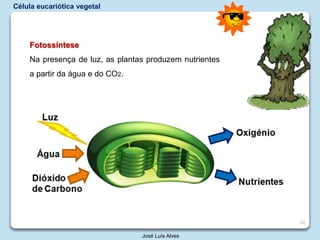 José Luís Alves
Fotossíntese
Na presença de luz, as plantas produzem nutrientes
a partir da água e do CO2.
Célula eucariótica vegetal
24
 