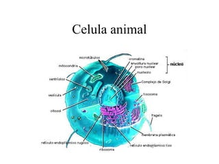 Celula animal

 