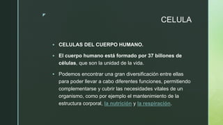 z
CELULA
 CELULAS DEL CUERPO HUMANO.
 El cuerpo humano está formado por 37 billones de
células, que son la unidad de la vida.
 Podemos encontrar una gran diversificación entre ellas
para poder llevar a cabo diferentes funciones, permitiendo
complementarse y cubrir las necesidades vitales de un
organismo, como por ejemplo el mantenimiento de la
estructura corporal, la nutrición y la respiración.
 
