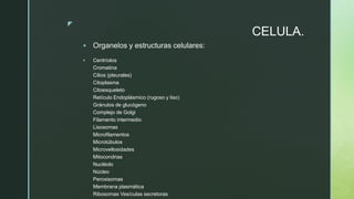 z
CELULA.
 Organelos y estructuras celulares:
 Centríolos
Cromatina
Cilios (pleurales)
Citoplasma
Citoesqueleto
Retículo Endoplásmico (rugoso y liso)
Gránulos de glucógeno
Complejo de Golgi
Filamento intermedio
Lisosomas
Microfilamentos
Microtúbulos
Microvellosidades
Mitocondrias
Nucléolo
Núcleo
Peroxisomas
Membrana plasmática
Ribosomas Vesículas secretoras
 