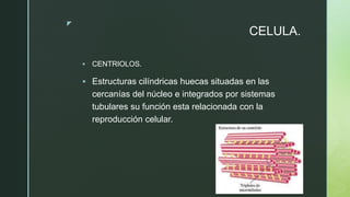 z
CELULA.
 CENTRIOLOS.
 Estructuras cilíndricas huecas situadas en las
cercanías del núcleo e integrados por sistemas
tubulares su función esta relacionada con la
reproducción celular.
 