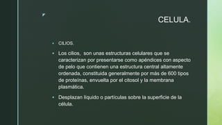 z
CELULA.
 CILIOS.
 Los cilios, ​ son unas estructuras celulares que se
caracterizan por presentarse como apéndices con aspecto
de pelo que contienen una estructura central altamente
ordenada, constituida generalmente por más de 600 tipos
de proteínas, envuelta por el citosol y la membrana
plasmática.
 Desplazan líquido o partículas sobre la superficie de la
célula.
 