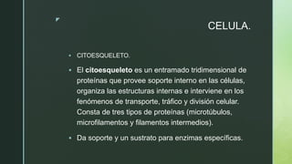 z
CELULA.
 CITOESQUELETO.
 El citoesqueleto es un entramado tridimensional de
proteínas que provee soporte interno en las células,
organiza las estructuras internas e interviene en los
fenómenos de transporte, tráfico y división celular.
Consta de tres tipos de proteínas (microtúbulos,
microfilamentos y filamentos intermedios)​.
 Da soporte y un sustrato para enzimas específicas.
 