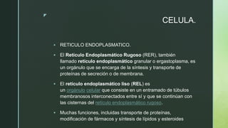 z
CELULA.
 RETICULO ENDOPLASMATICO.
 El Retículo Endoplasmático Rugoso (RER), también
llamado retículo endoplasmático granular o ergastoplasma, es
un orgánulo que se encarga de la síntesis y transporte de
proteínas de secreción o de membrana.
 El retículo endoplasmático liso (REL) es
un orgánulo celular que consiste en un entramado de túbulos
membranosos interconectados entre sí y que se continúan con
las cisternas del retículo endoplasmático rugoso.
 Muchas funciones, incluidas transporte de proteínas,
modificación de fármacos y síntesis de lípidos y esteroides
 