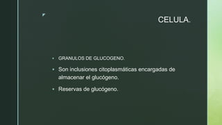 z
CELULA.
 GRANULOS DE GLUCOGENO.
 Son inclusiones citoplasmáticas encargadas de
almacenar el glucógeno.
 Reservas de glucógeno.
 
